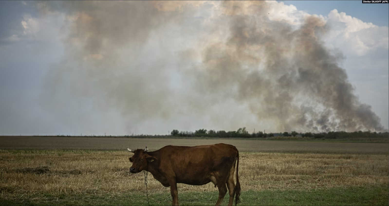 Корова в Николаевской области, август 2022 года